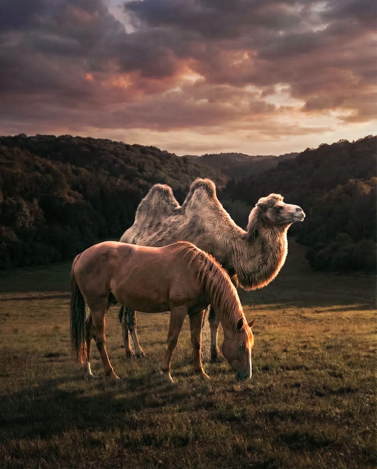 Lovasíjász verseny